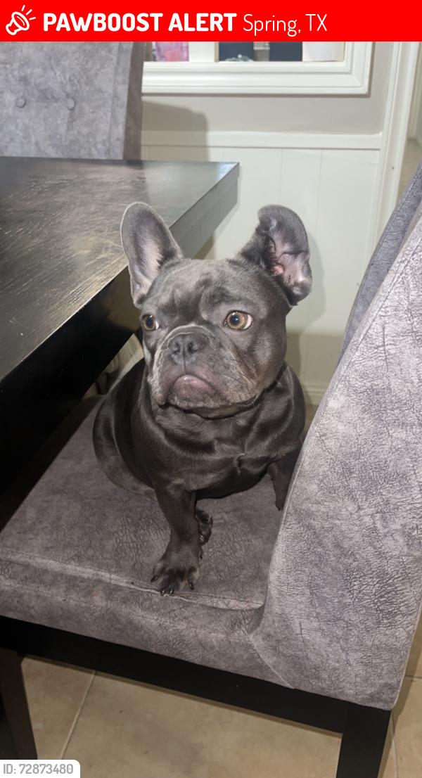 Lost Female Dog last seen Canyon lake , Spring, TX 77373