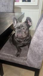 Lost Female Dog last seen Canyon lake , Spring, TX 77373