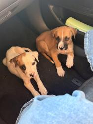 Found/Stray Male Dog last seen Sarah & Hefner, Yukon, OK 73099