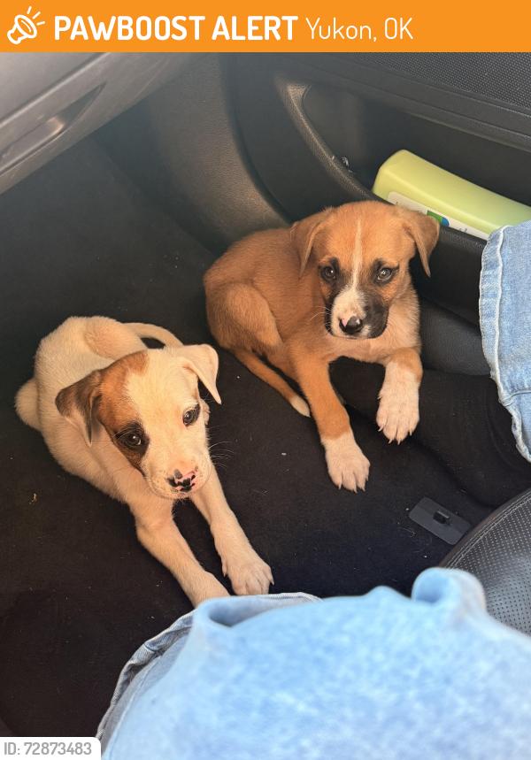 Found/Stray Male Dog last seen Sarah & Hefner, Yukon, OK 73099