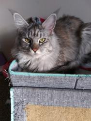 Lost Female Cat last seen Benore rd and north Detroit avenue , Erie, MI 48133