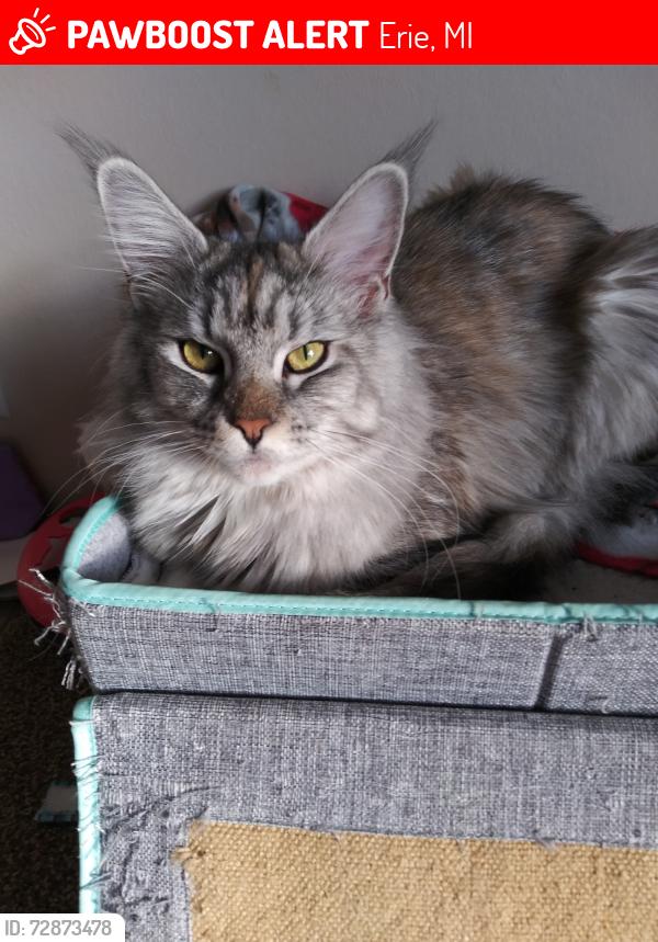 Lost Female Cat last seen Benore rd and north Detroit avenue , Erie, MI 48133