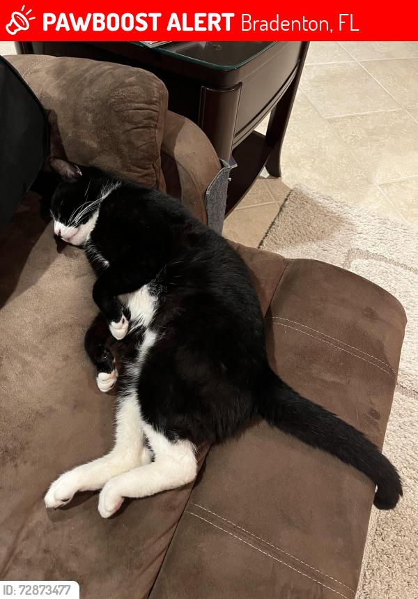 Lost Male Cat last seen 44th Avenue east & Creekwood Blvd, Bradenton, FL 34203