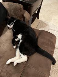 Lost Male Cat last seen 44th Avenue east & Creekwood Blvd, Bradenton, FL 34203