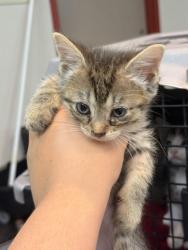 Shelter Stray Female Cat last seen Collierville, TN , Bartlett, TN 38134