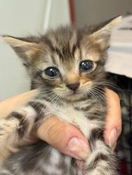 Shelter Stray Female Cat last seen Collierville, TN , Bartlett, TN 38134