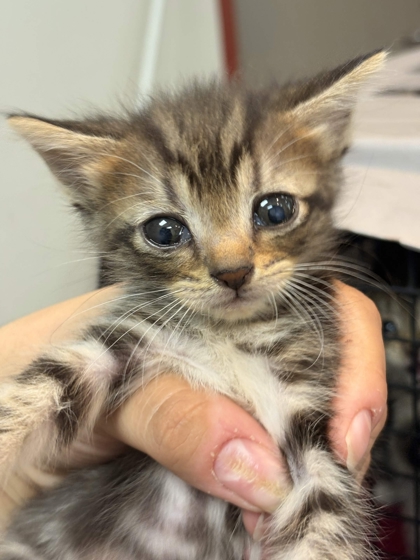 Shelter Stray Female Cat last seen Collierville, TN , Bartlett, TN 38134