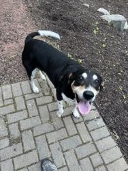 Shelter Stray Male Dog last seen Fitchburg, WI 53711, Madison, WI 53718