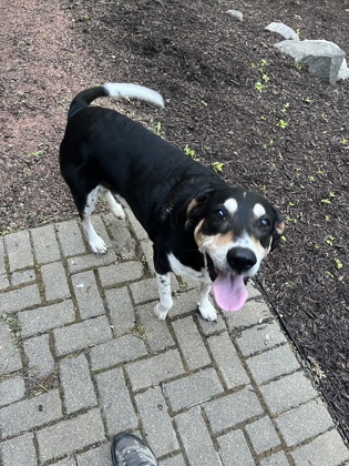 Shelter Stray Male Dog last seen Fitchburg, WI 53711, Madison, WI 53718