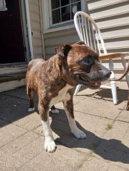 Found/Stray Male Dog last seen N/A, South Boston, VA 24592