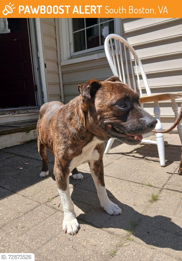 Found/Stray Male Dog last seen N/A, South Boston, VA 24592