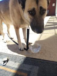 Found/Stray Unknown Dog last seen 61st Riverside , Tulsa, OK 74136