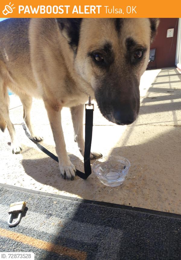 Found/Stray Unknown Dog last seen 61st Riverside , Tulsa, OK 74136