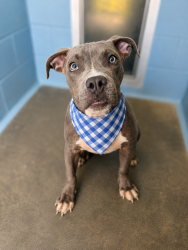 Shelter Stray Male Dog last seen Near W Congress Street, LAFAYETTE, LA, 70506, 410 Dugas Rd, Lafayette, LA 70507, USA