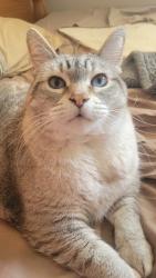 Reunited Female Cat last seen 9 mile and Greater Mack, St. Clair Shores, MI 48080