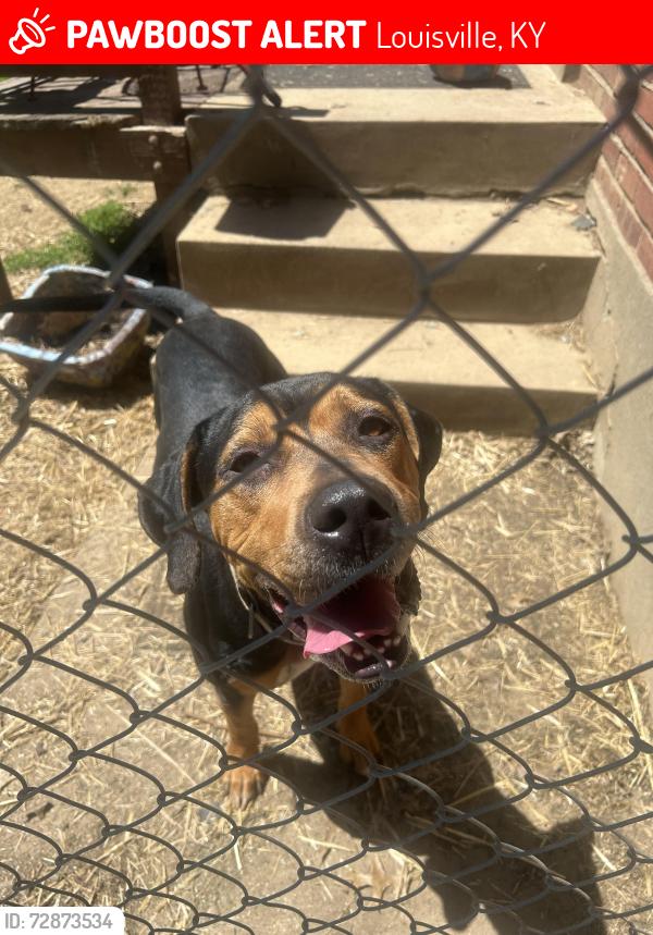 Lost Male Dog last seen Brekenridge lane , Louisville, KY 40220