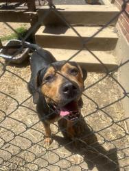 Lost Male Dog last seen Brekenridge lane , Louisville, KY 40220