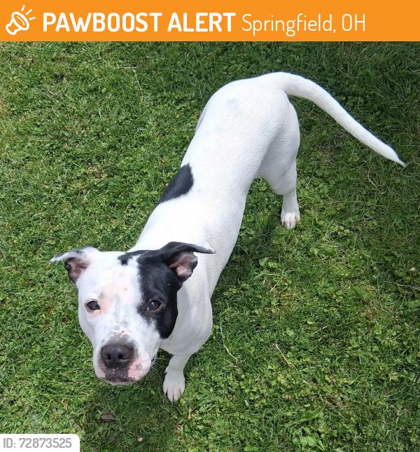 Found/Stray Female Dog last seen East street coming from the school area, Springfield, OH 45505
