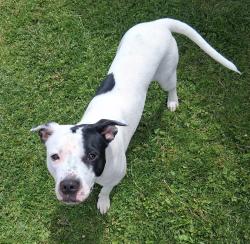 Found/Stray Female Dog last seen East street coming from the school area, Springfield, OH 45505