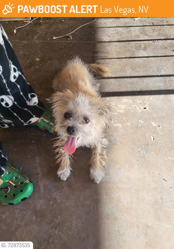 Found/Stray Male Dog last seen Hewetson elementary school , Las Vegas, NV 89101