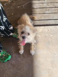 Found/Stray Male Dog last seen Hewetson elementary school , Las Vegas, NV 89101