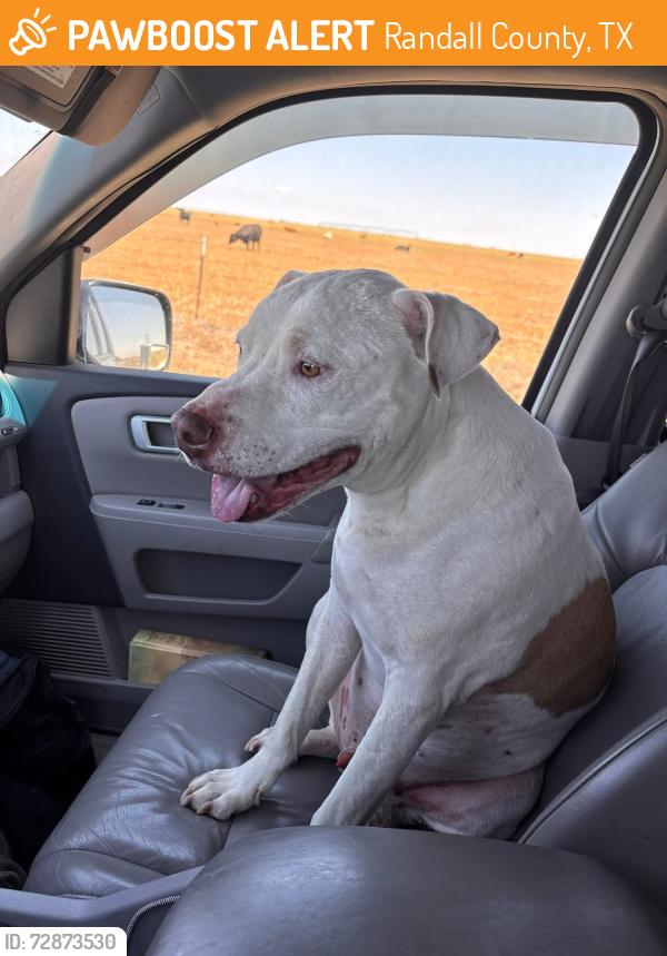 Found/Stray Male Dog last seen FM 2219 and City Lake Rd, Randall County, TX 79119