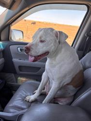 Found/Stray Male Dog last seen FM 2219 and City Lake Rd, Randall County, TX 79119