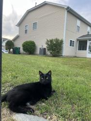 Lost Male Cat last seen Merseyside ct & Riding Hill, Charlotte, NC 28213