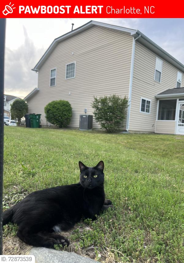 Lost Male Cat last seen Merseyside ct & Riding Hill, Charlotte, NC 28213