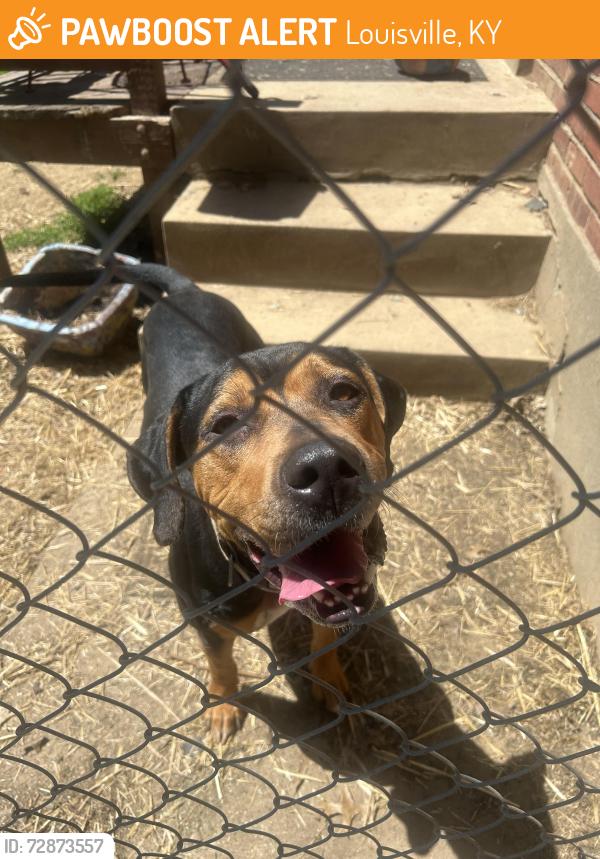 Found/Stray Male Dog last seen Taylorsville road, Louisville, KY 40220