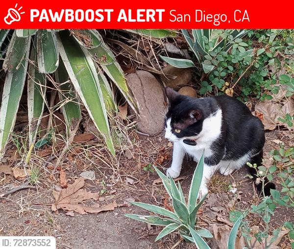 Lost Female Cat last seen Rockford & Masita , San Diego, CA 92115