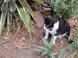 Lost Female Cat last seen Rockford & Masita , San Diego, CA 92115