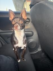 Lost Female Dog last seen On Shaw passing fruit going to blackstone, Fresno, CA 93704
