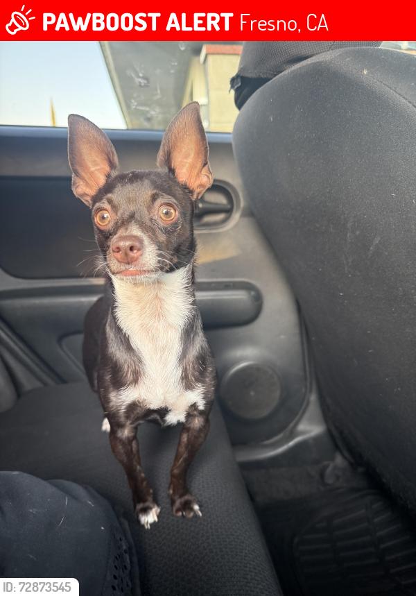 Lost Female Dog last seen On Shaw passing fruit going to blackstone, Fresno, CA 93704
