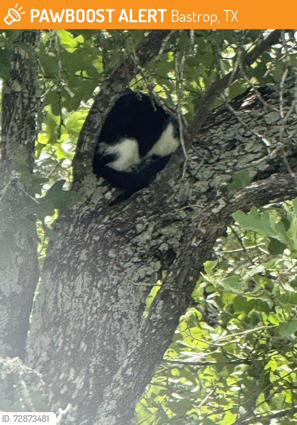 Found/Stray Unknown Cat last seen Near and lower red rock rd, Bastrop, TX 78602