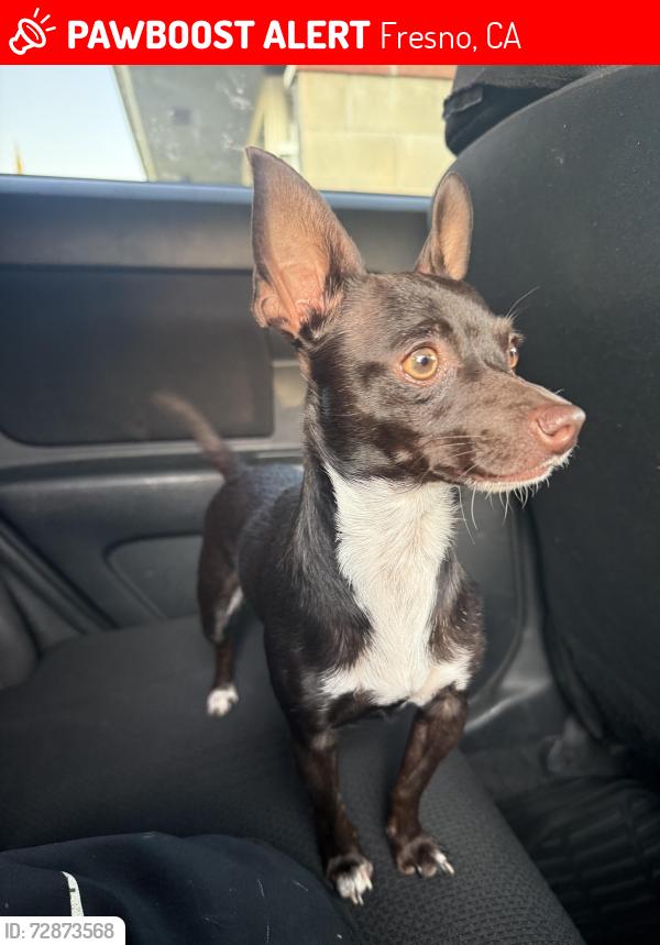 Lost Female Dog last seen Going down Shaw and black stone , Fresno, CA 93704