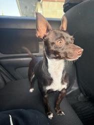 Lost Female Dog last seen Going down Shaw and black stone , Fresno, CA 93704