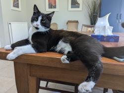 Reunited Female Cat last seen Vets for Pets , Cheshire West and Chester, England CH2 2DN