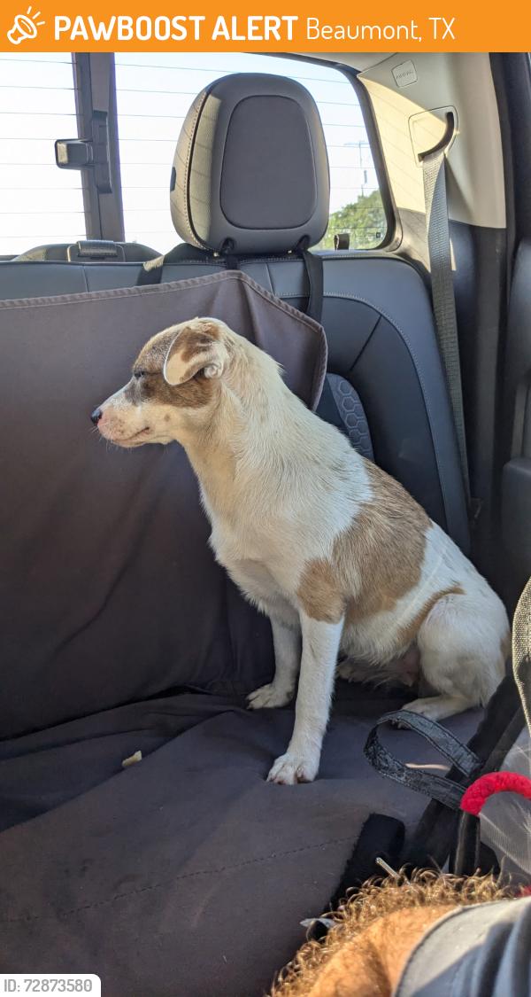 Found/Stray Female Dog last seen By Richard Design Services, Beaumont, TX 77701