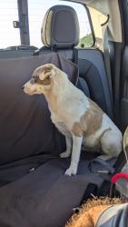 Found/Stray Female Dog last seen By Richard Design Services, Beaumont, TX 77701
