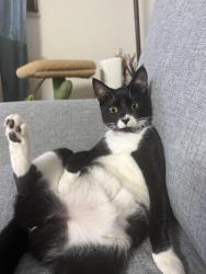 Lost Female Cat last seen 670–698 SW Second Ave Boca Raton, FL  33432 United States, Boca Raton, FL 33432