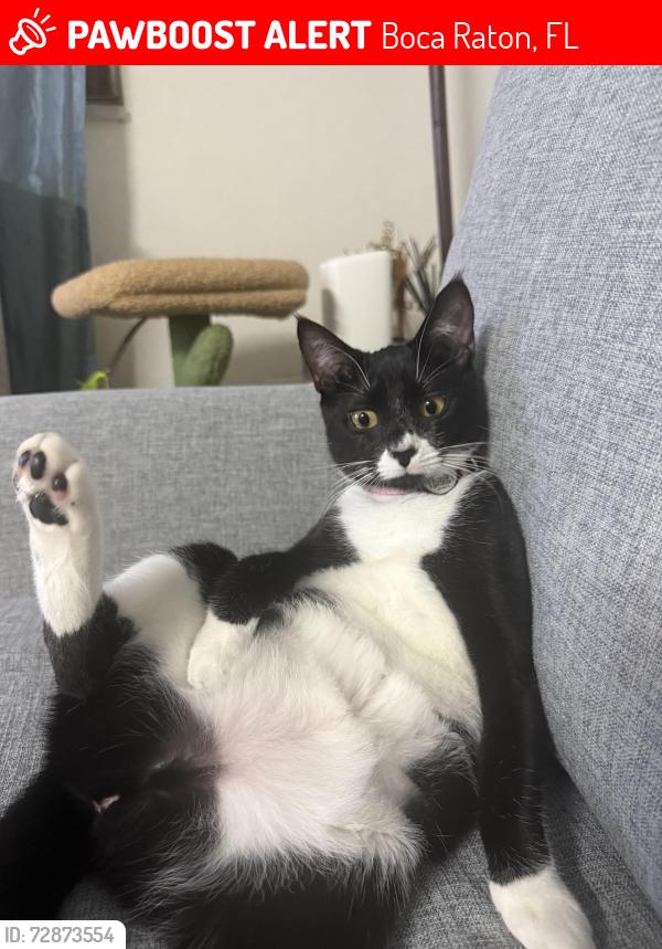 Lost Female Cat last seen 670–698 SW Second Ave Boca Raton, FL  33432 United States, Boca Raton, FL 33432