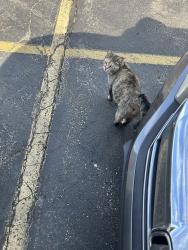Found/Stray Unknown Cat last seen Southwest Urology parking lot, Middleburg Heights, OH 44130