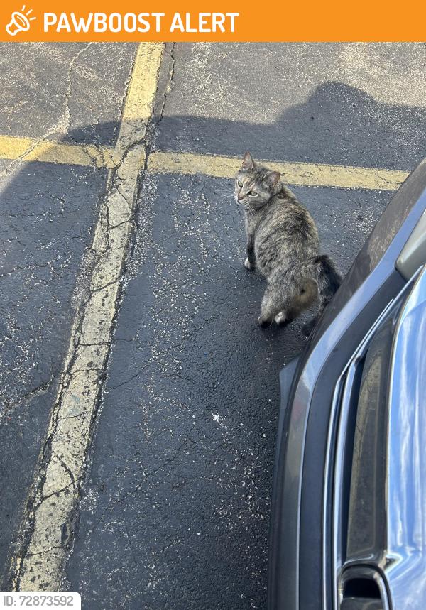 Found/Stray Unknown Cat last seen Southwest Urology parking lot, Middleburg Heights, OH 44130