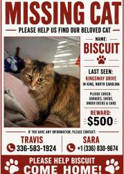 Lost Female Cat last seen Near kingsway dr, King, NC 27021