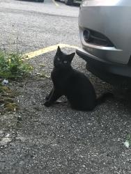 Found/Stray Male Cat last seen Pearl and Gifford, Cleveland, OH 44109
