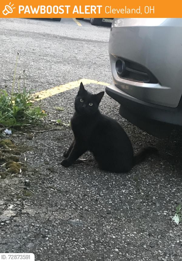 Found/Stray Male Cat last seen Pearl and Gifford, Cleveland, OH 44109