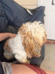 Found/Stray Female Dog last seen Maybrook Crossing Neighborhood, Raleigh, NC 27610
