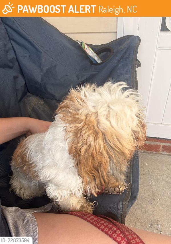 Found/Stray Female Dog last seen Maybrook Crossing Neighborhood, Raleigh, NC 27610