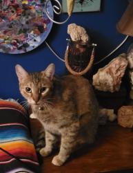 Lost Female Cat last seen Collins Drive, Sanford FL, Sanford, FL 32773